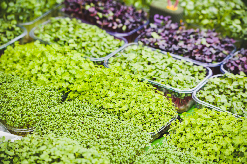 Как поддержка государства помогла магаданским производителям микрозелени расширить бизнес