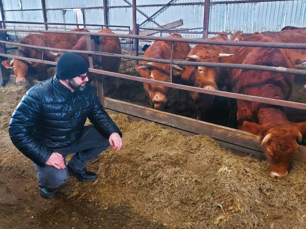Как кукурузные поля помогли калужскому фермеру в разведении редких коров