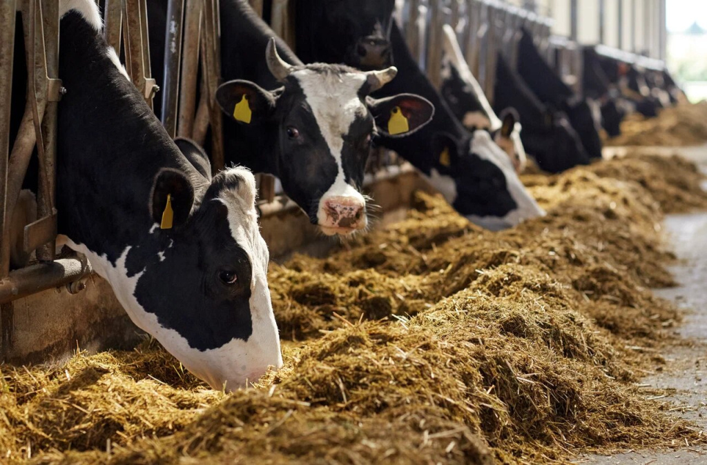 Как открыть молочную ферму: пошаговый бизнес-план