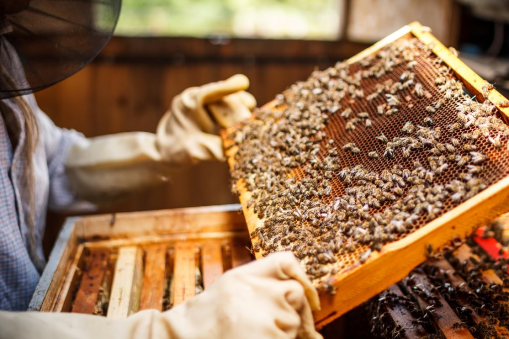 На Всероссийском конкурсе выберут лучших пчеловодов страны