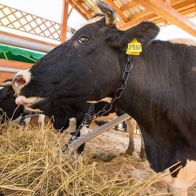 В Курганской области внедряют бережливые технологии в животноводстве