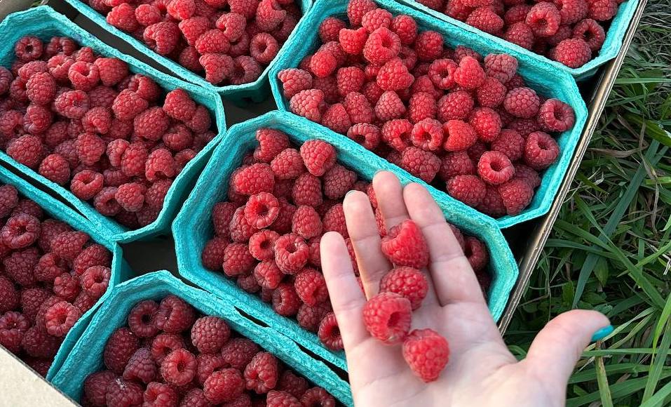 Ягодный рай: семейное дело калужских фермеров, которые переехали в деревню ради мечты