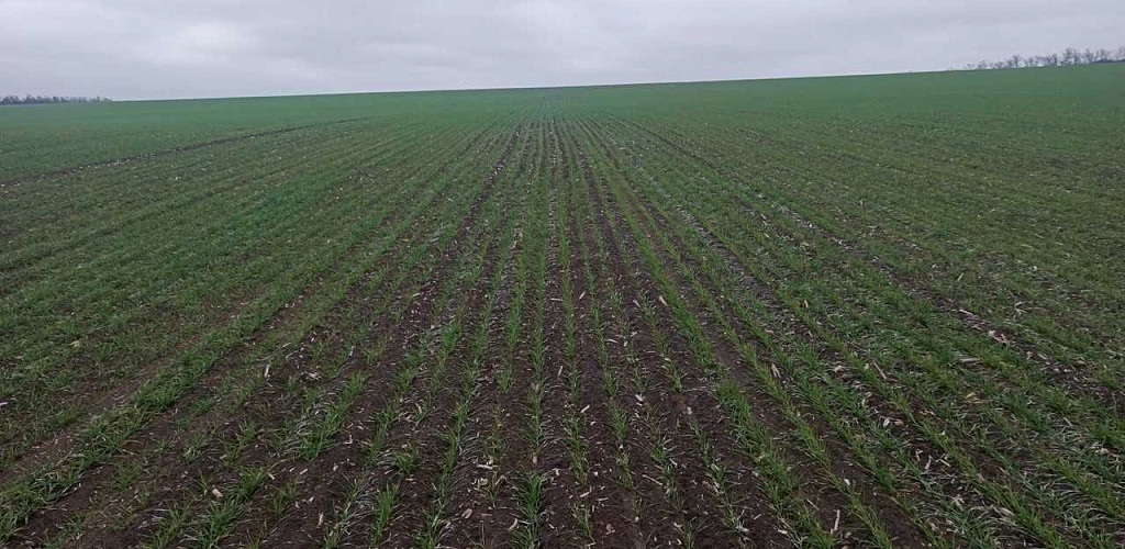 На Дону заработала новая программа микрофинансовой поддержки сельхозтоваропроизводителей