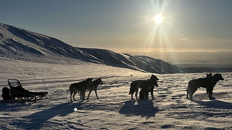 Северный бизнес: как питомник ездовых собак развивается при помощи господдержки на Камчатке