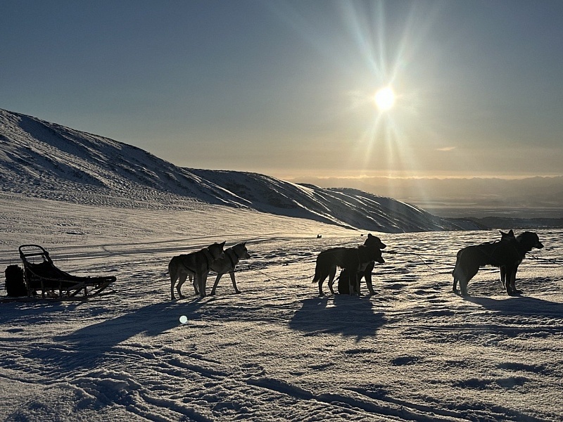 Северный бизнес: как питомник ездовых собак развивается при помощи господдержки на Камчатке