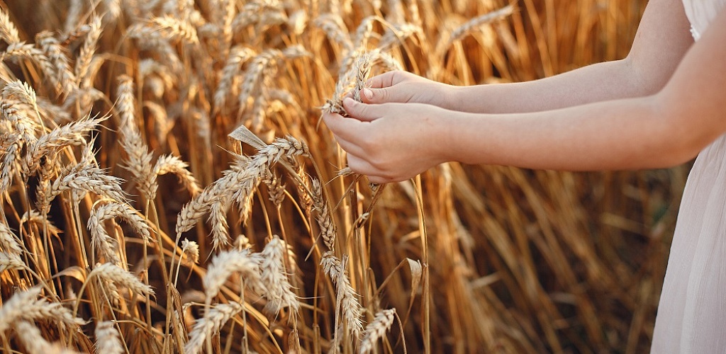 Правительство выделит дополнительные 5 млрд рублей на льготные кредиты для сельского хозяйства