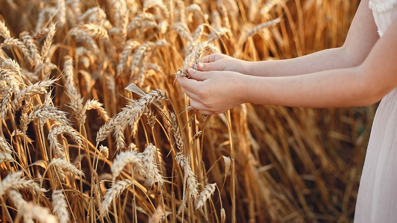 Правительство выделит дополнительные 5 млрд рублей на льготные кредиты для сельского хозяйства